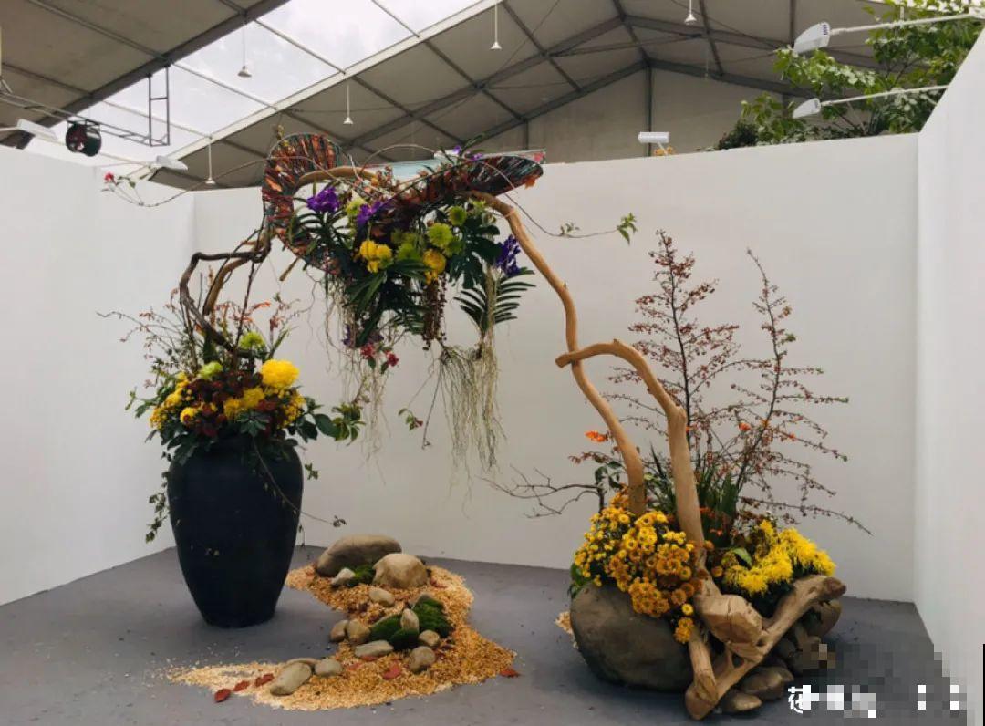 一盆菊花一万二，能开出七个颜色，真是少见