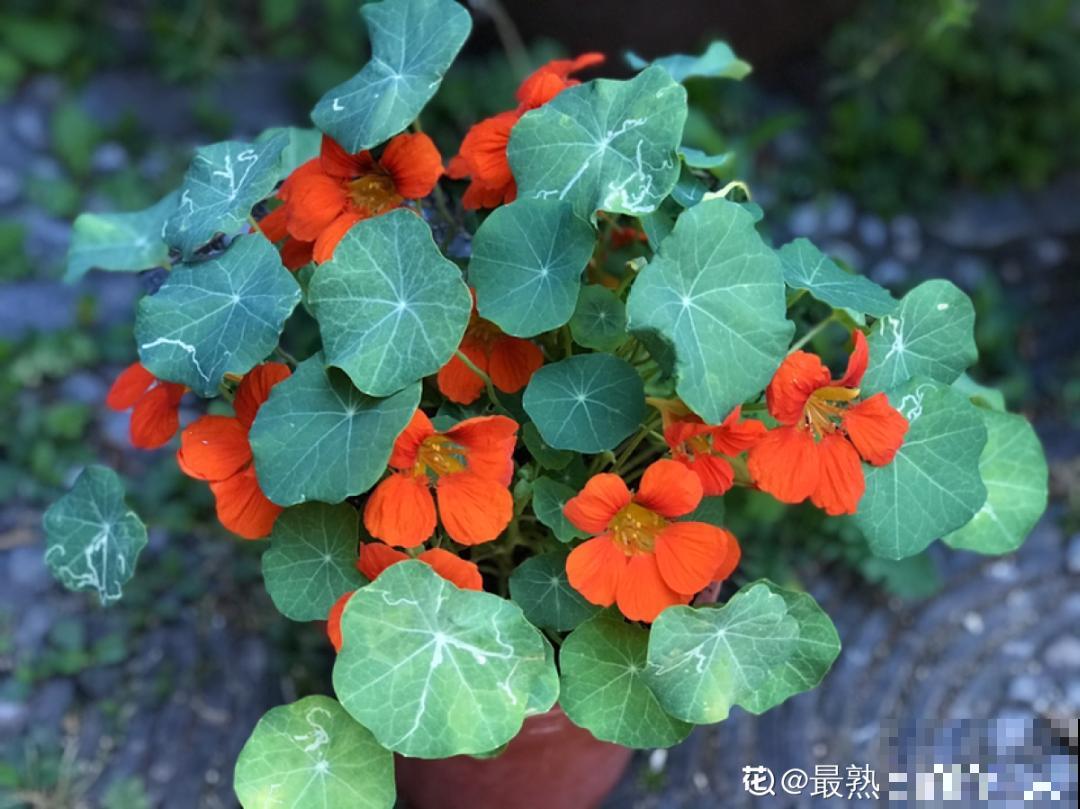 秋天种16种花，冬天就能开爆盆，满盆都是花