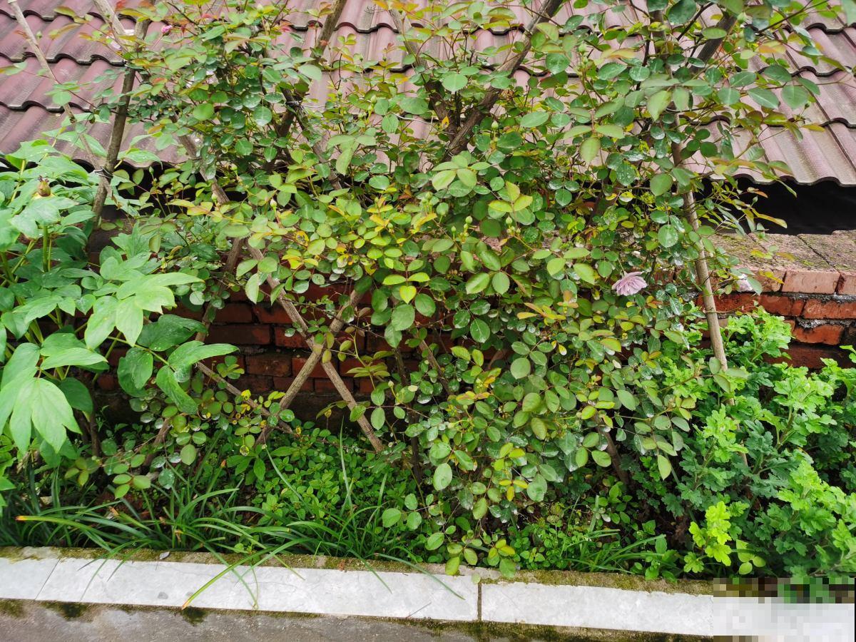 养花要参考的“五大维度”,养花大师都表示赞同,值得收藏 养花要参考的“五大维度”,养花大师都表示赞同,值得收藏