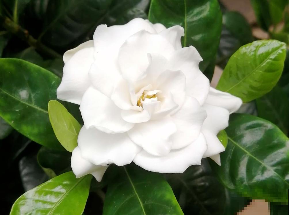 5种花虽然好看，但坏毛病特别多，谁养谁痛苦