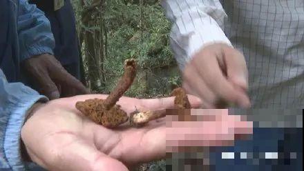 路上看见银杏果,不要捡,小心有毒! 路上看见银杏果,不要捡,小心有毒!