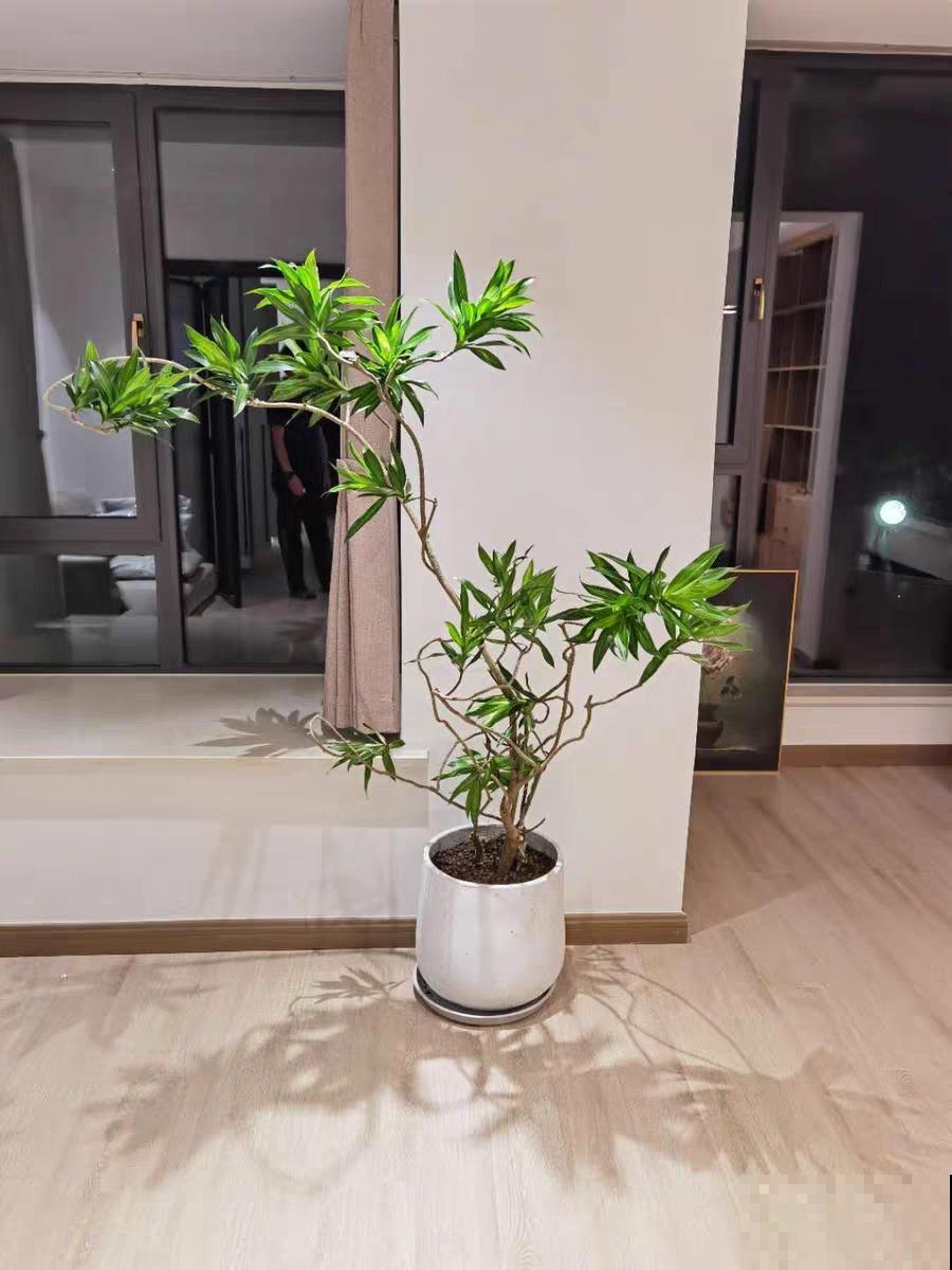 1种花俗称“摇钱树”，满盆长满小元宝，大吉大利，好看吉祥！