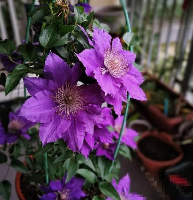 “花园三宝”之一,1年能开花上百天,冬天特别抗寒! “花园三宝”之一,1年能开花上百天,冬天特别抗寒!