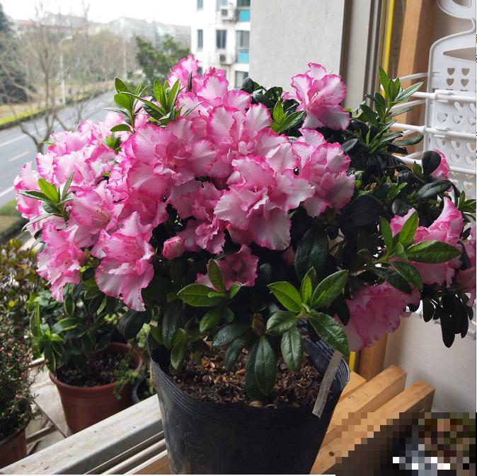 1种花美成“花中西施”，春夏秋冬都能开，好养易爆盆！