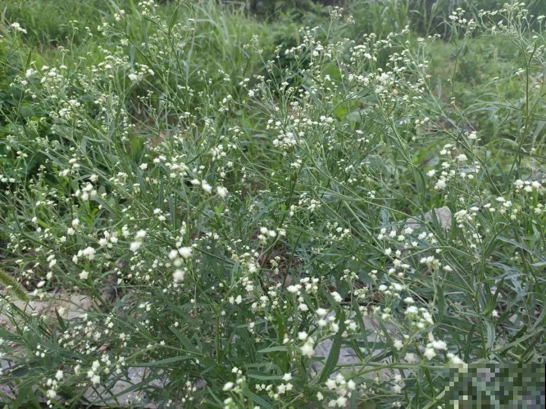 河南等地遭“恶魔之花”入侵，看到之后赶紧报告，不然会有大麻烦