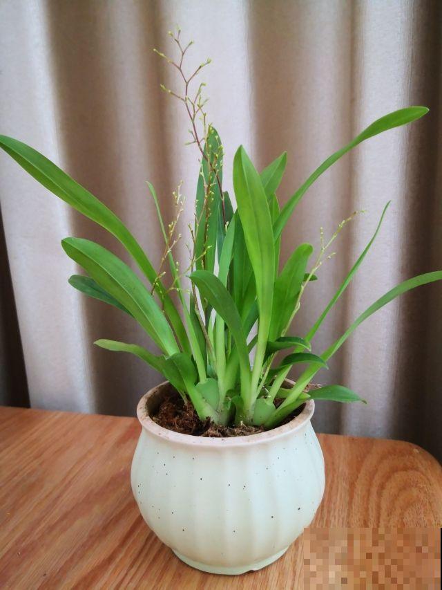 一种兰花开花像“跳舞”，养在家里特耐阴，还有转运好兆头