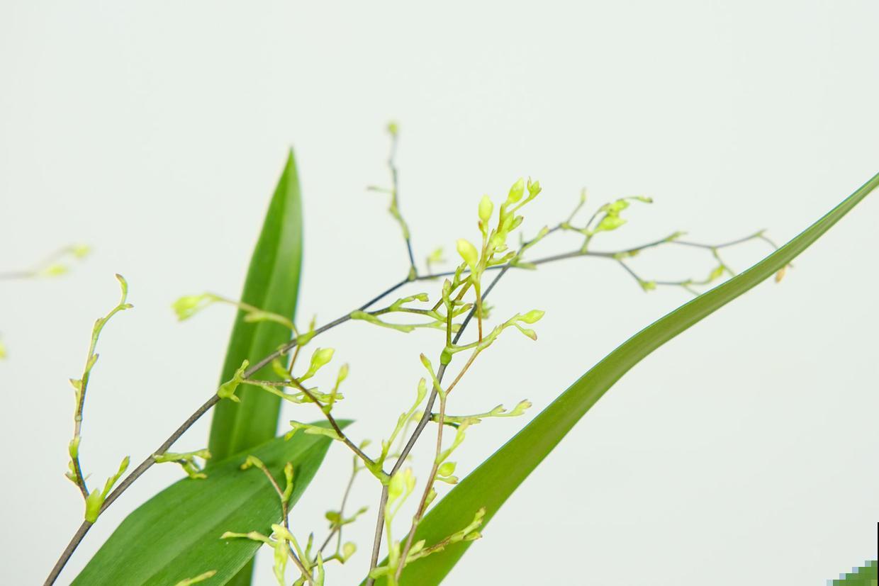 红红火火的年宵花，现在再不买，半个月后价格翻一倍