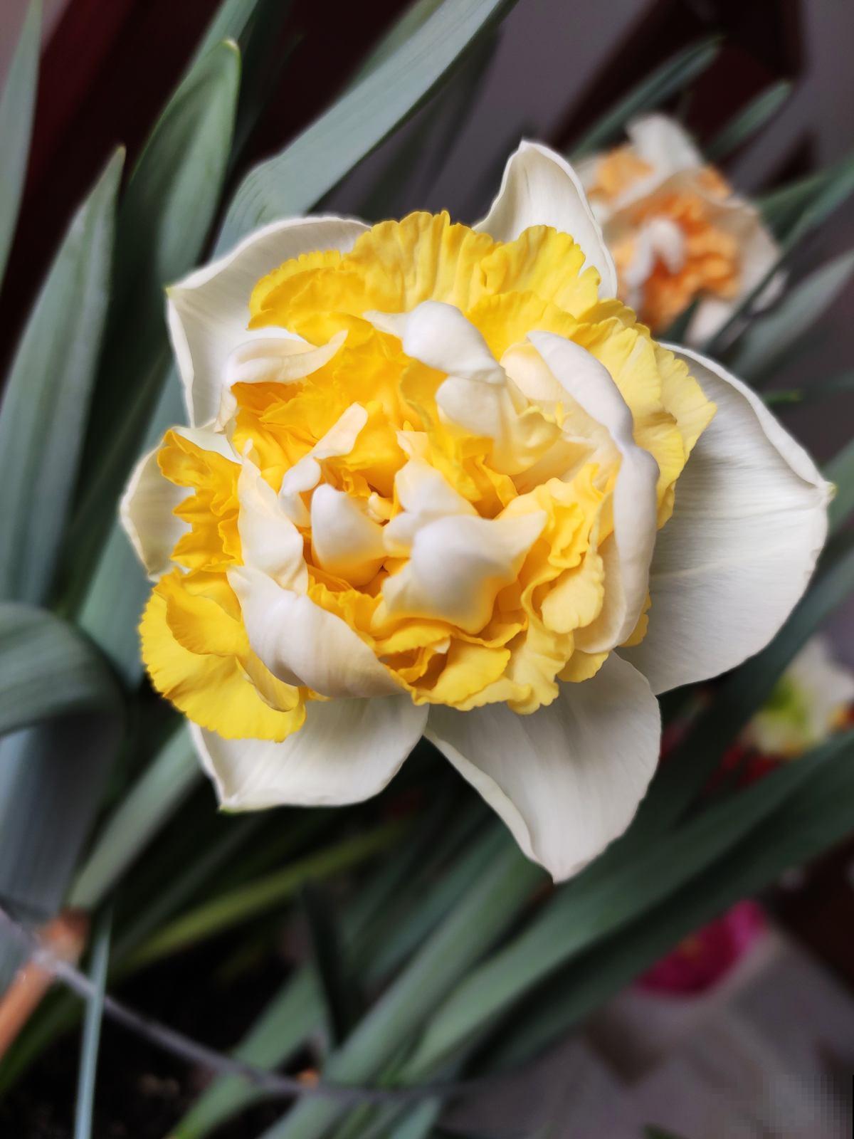 秋天土里埋个“洋葱头”，成活很容易，开出绝美花箭