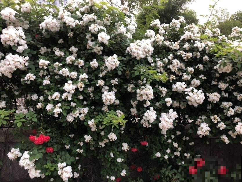 室内养花，不在于“多”，数量要合适