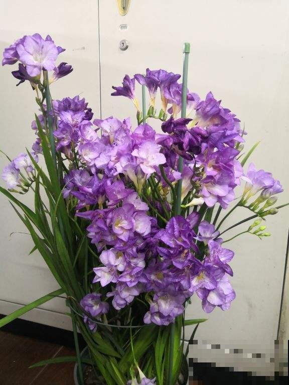 冬天养1种“香水花”,比绿萝好养,开花成“彩虹”,满屋子香味 冬天养1种“香水花”,比绿萝好养,开花成“彩虹”,满屋子香味