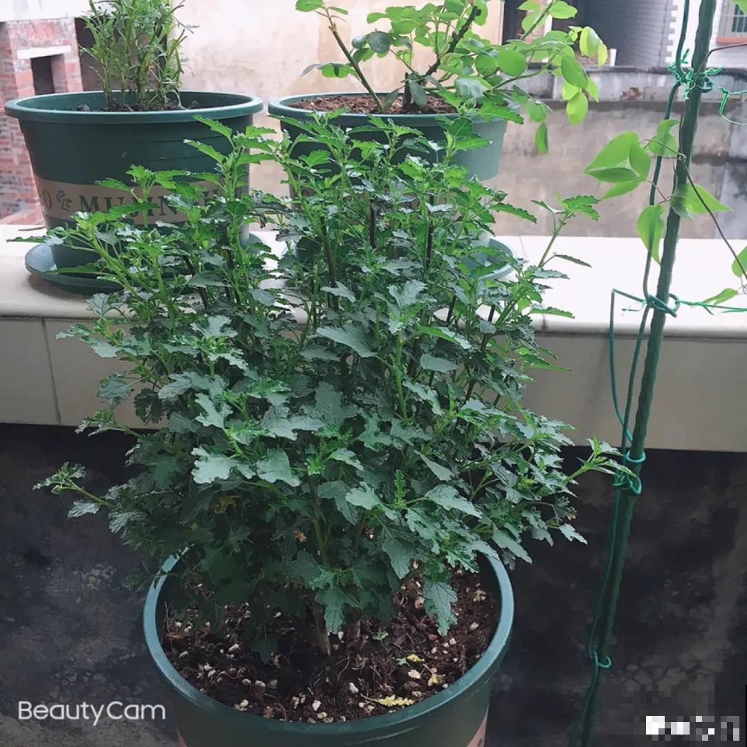 冬天养花注重养根,6个养根方法,学会很重要 冬天养花注重养根,6个养根方法,学会很重要