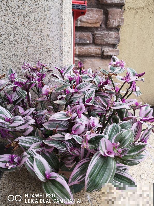 上档次的"观叶花",居家养护首选,没钱也得养一盆 上档次的"观叶花",居家养护首选,没钱也得养一盆