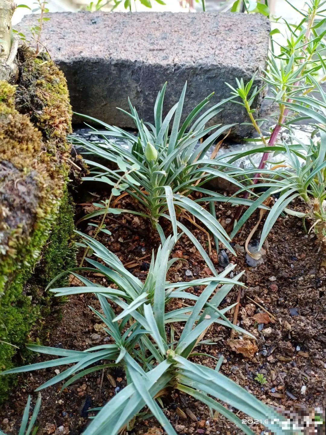 5种花,要是秋天不扦插,错过还得等1年! 5种花,要是秋天不扦插,错过还得等1年!