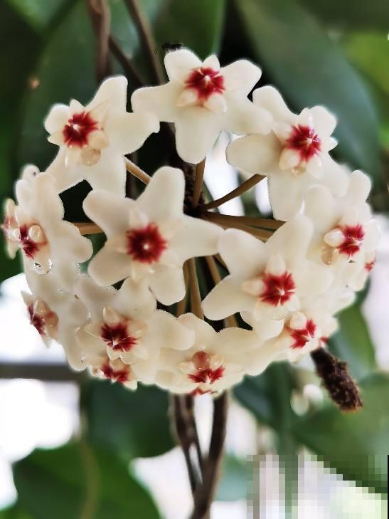 8种花有吉利好兆头,穷养才能长得旺,养在家里很合适 8种花有吉利好兆头,穷养才能长得旺,养在家里很合适