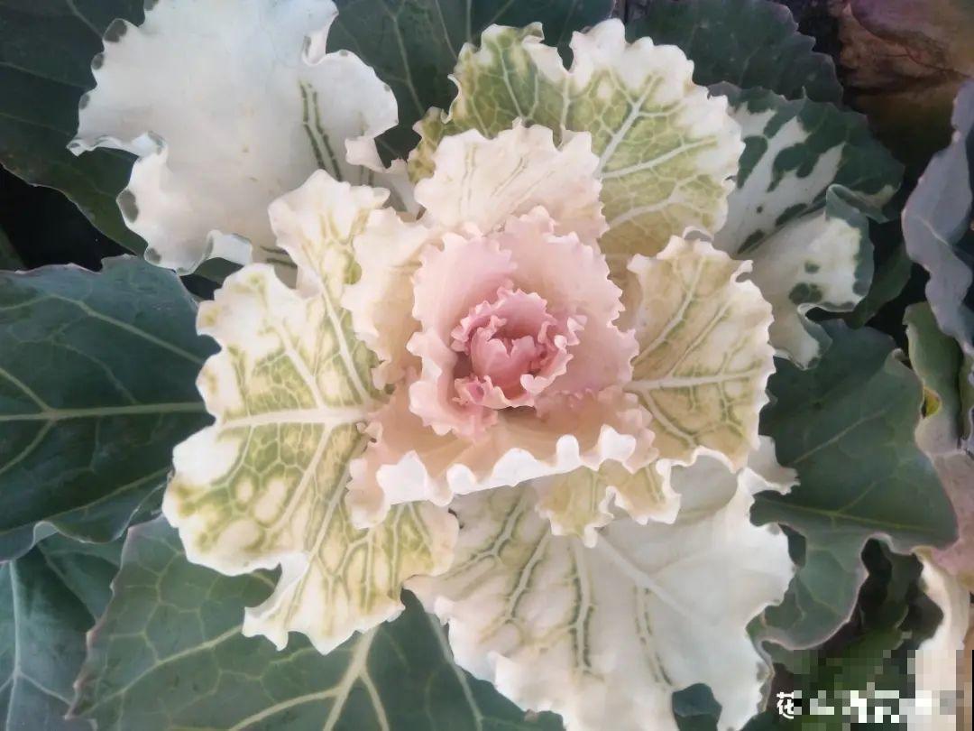 5种花长太快，容易泛滥成灾，千万别随便丢弃