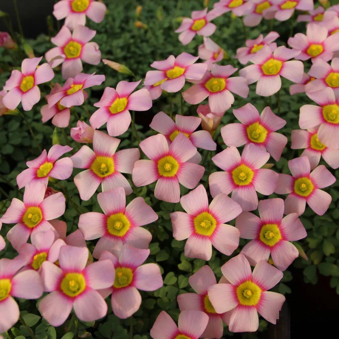 1种小草花名叫酢浆草，花量大，花期长，一盆还能变多盆