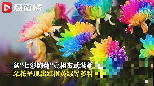 一盆菊花一万二，能开出七个颜色，真是少见