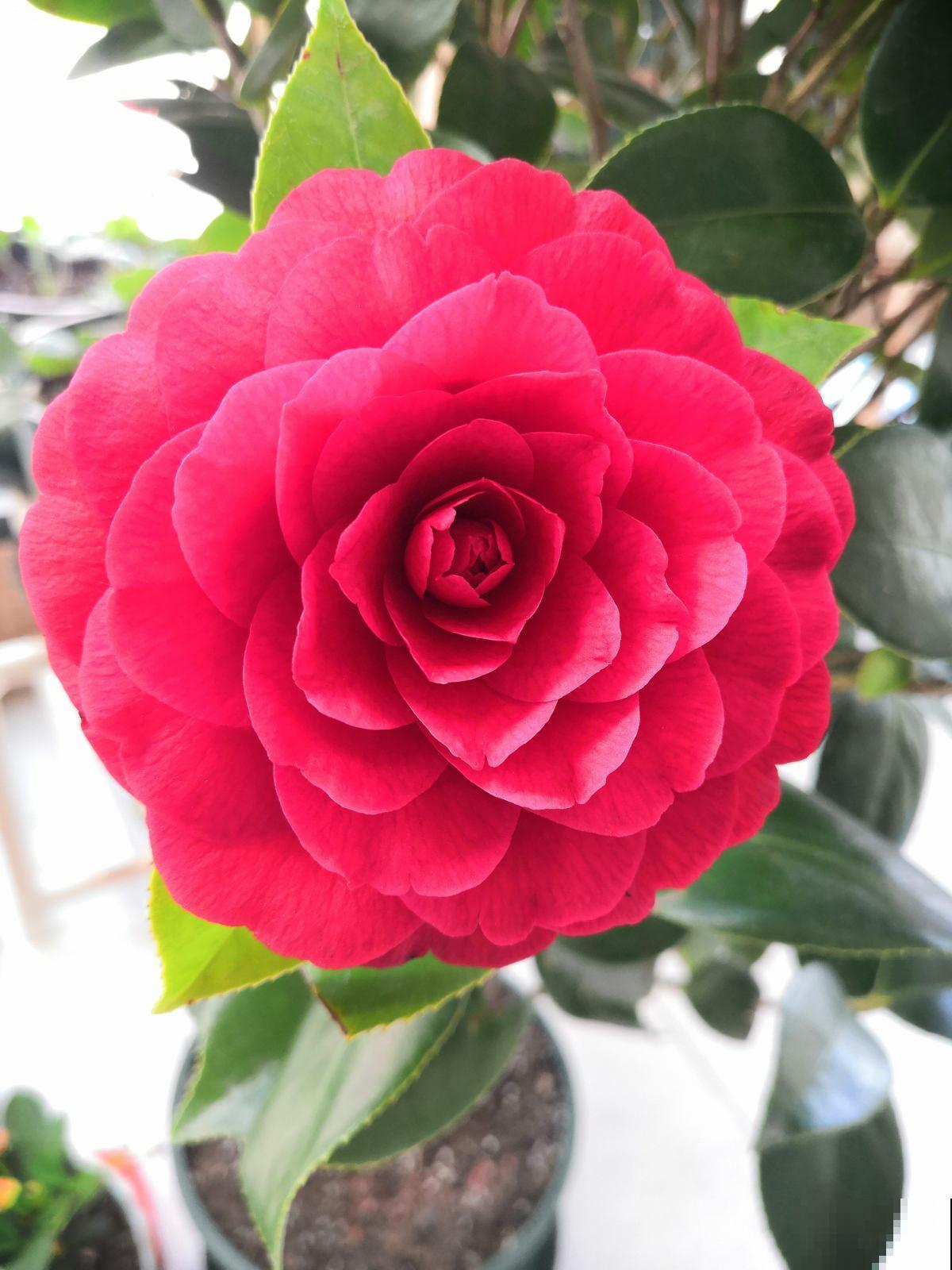 冬日贵气喜庆的茶花，品种真是不少，你知道几个