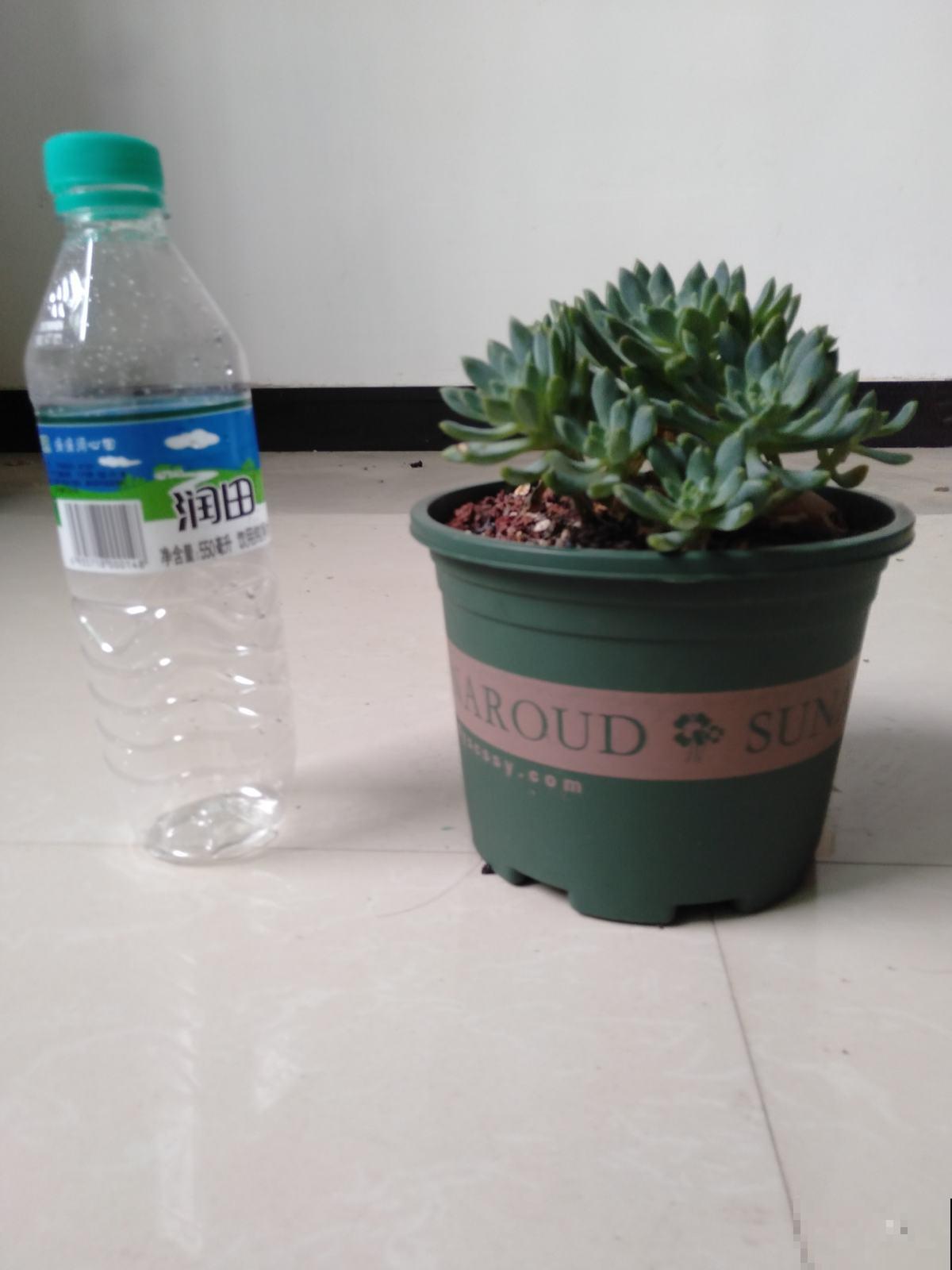 1种花是出了名的“受虐植物”，塞进小盆少浇水，才能长得壮