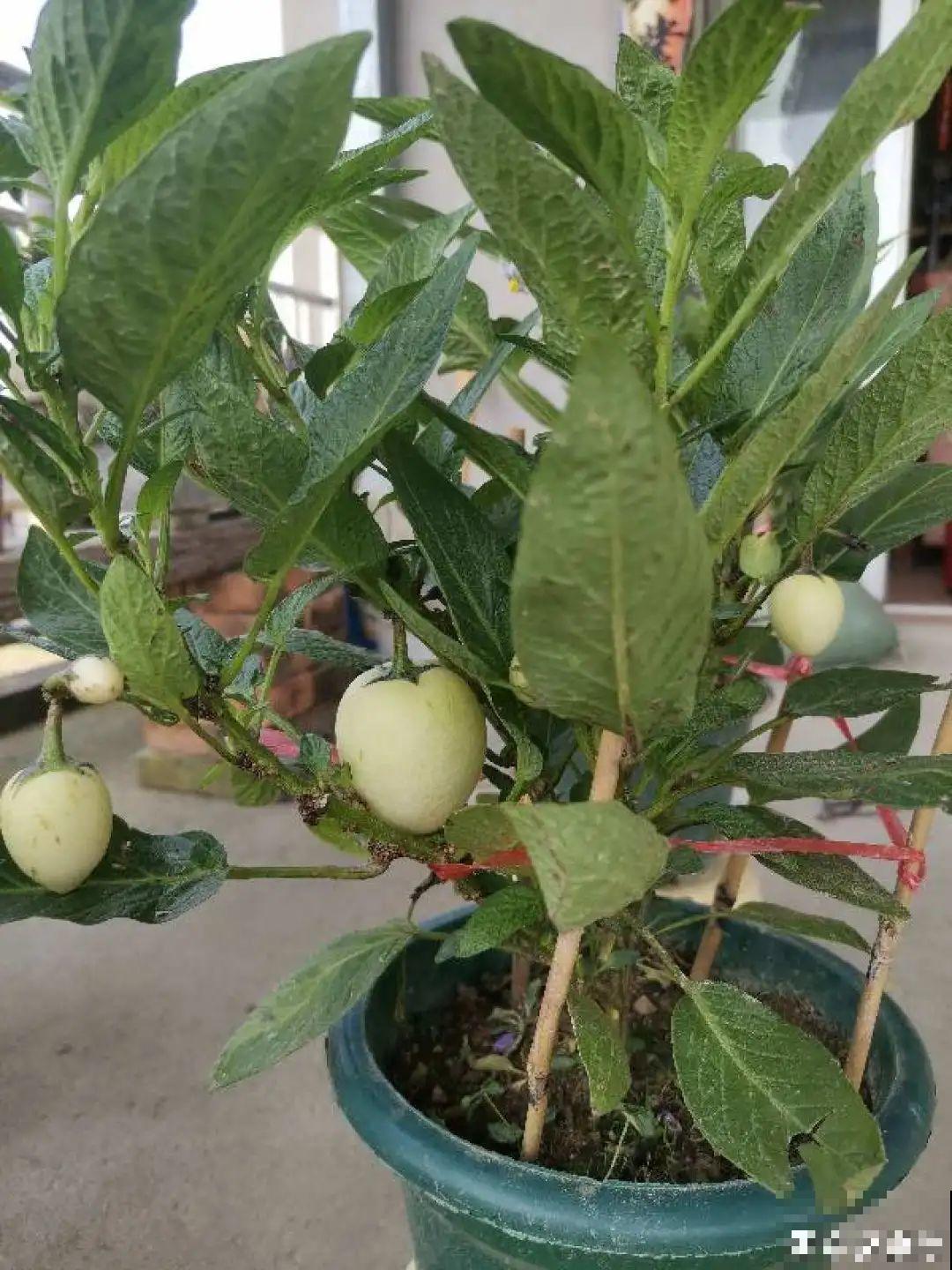 1种花俗称“摇钱树”，满盆长满小元宝，大吉大利，好看吉祥！