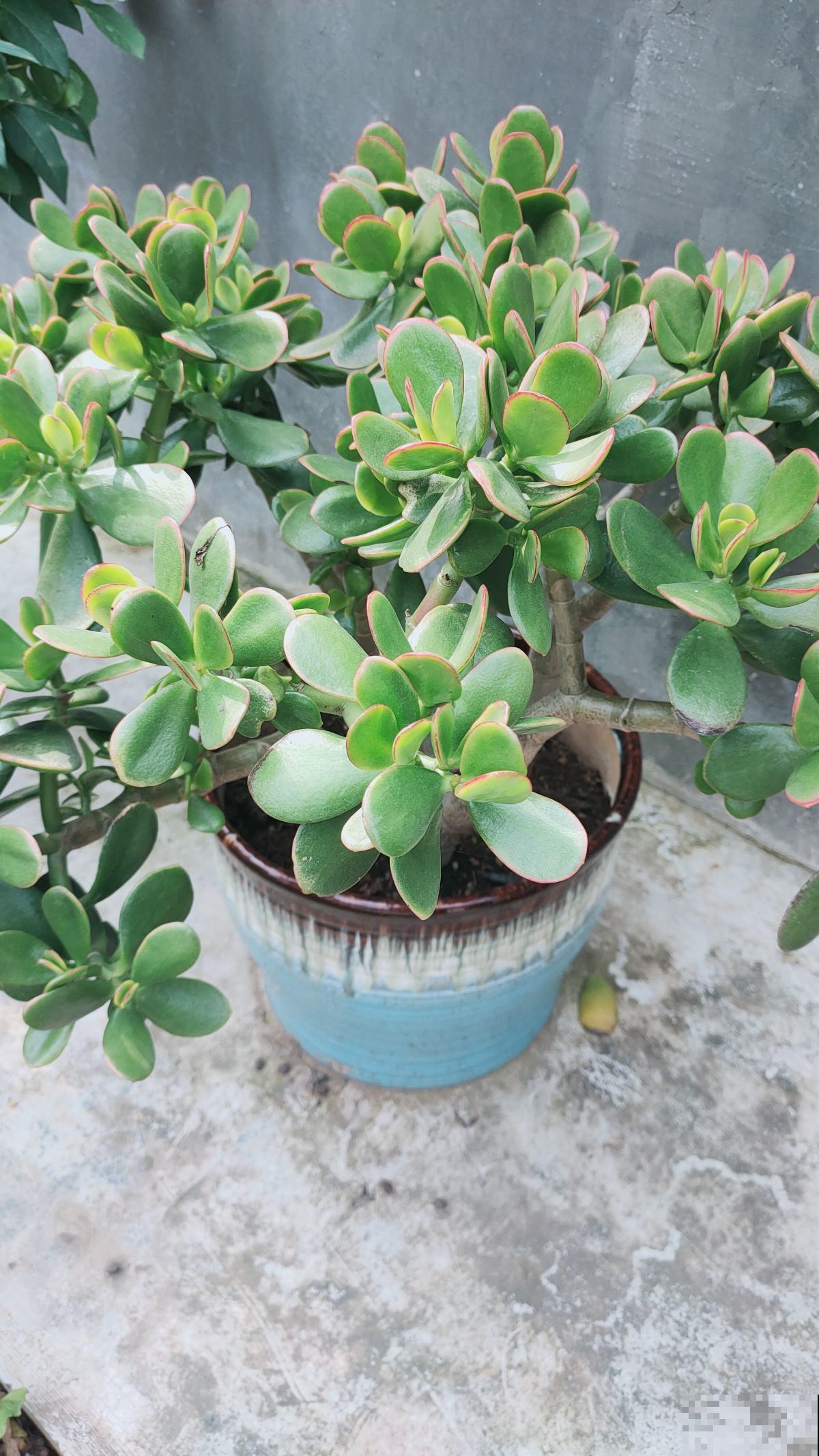 10种需要“干养”的花,不要“灌”着它们,不然全都烂根 10种需要“干养”的花,不要“灌”着它们,不然全都烂根