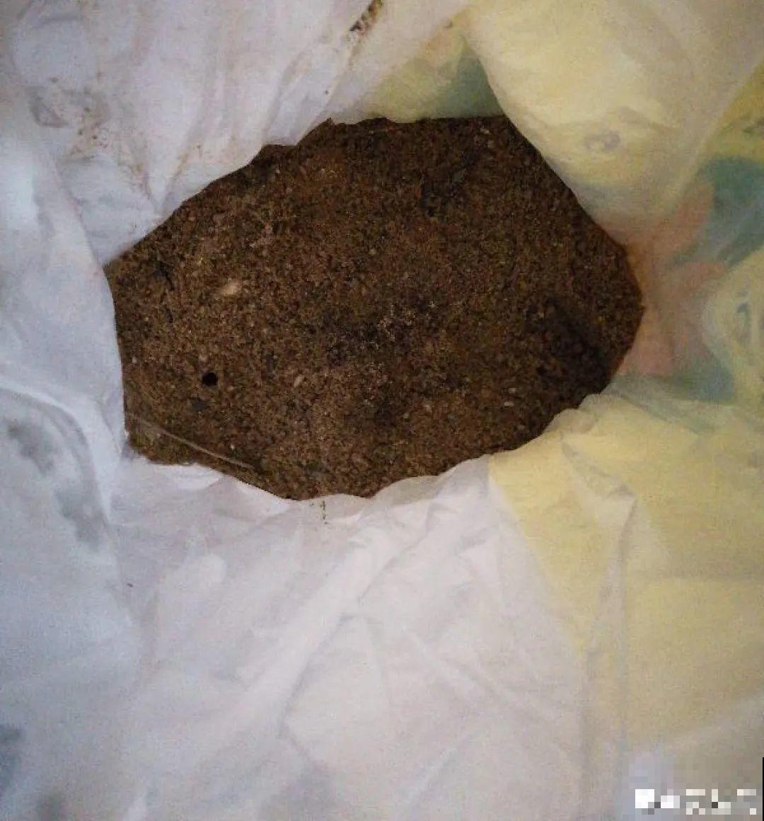 养君子兰就得学会6要点，叶子绿油亮，开花多又大