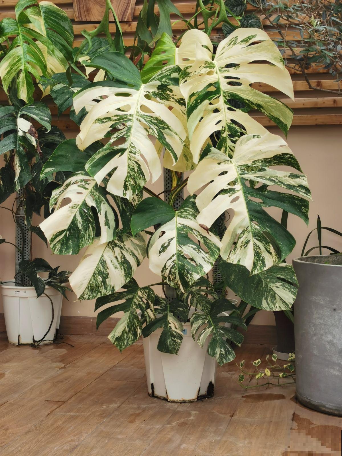 花也能“镇宅“，4种绿植养家里，安全感十足