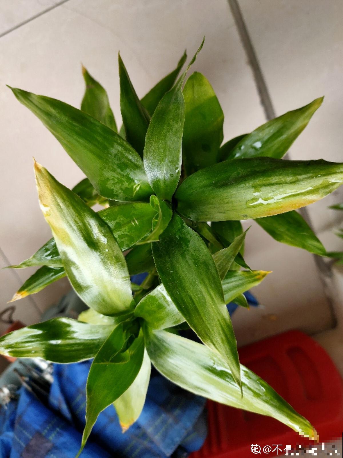 水培富贵竹总黄叶，关键是施肥有问题，2个要点解决问题