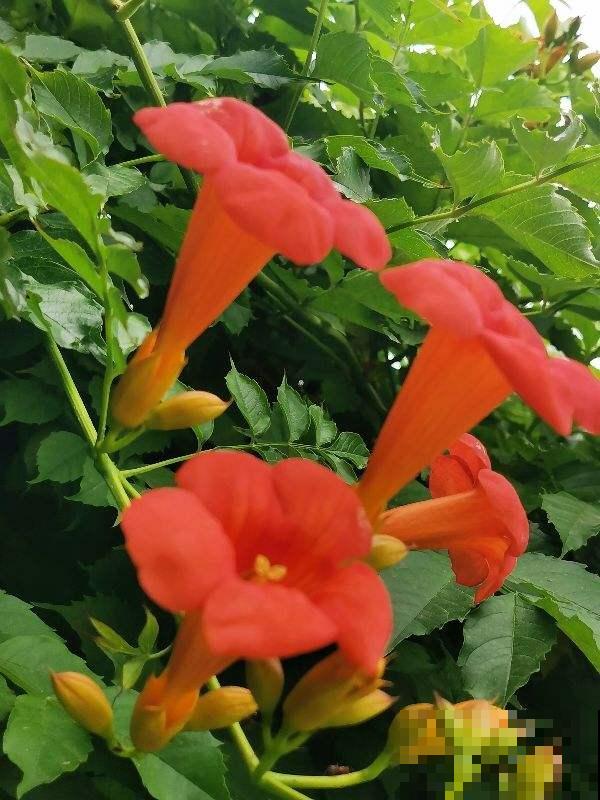 1种花真强悍，40度晒不死，-20度冻不死，北到沈阳南至深圳都能养