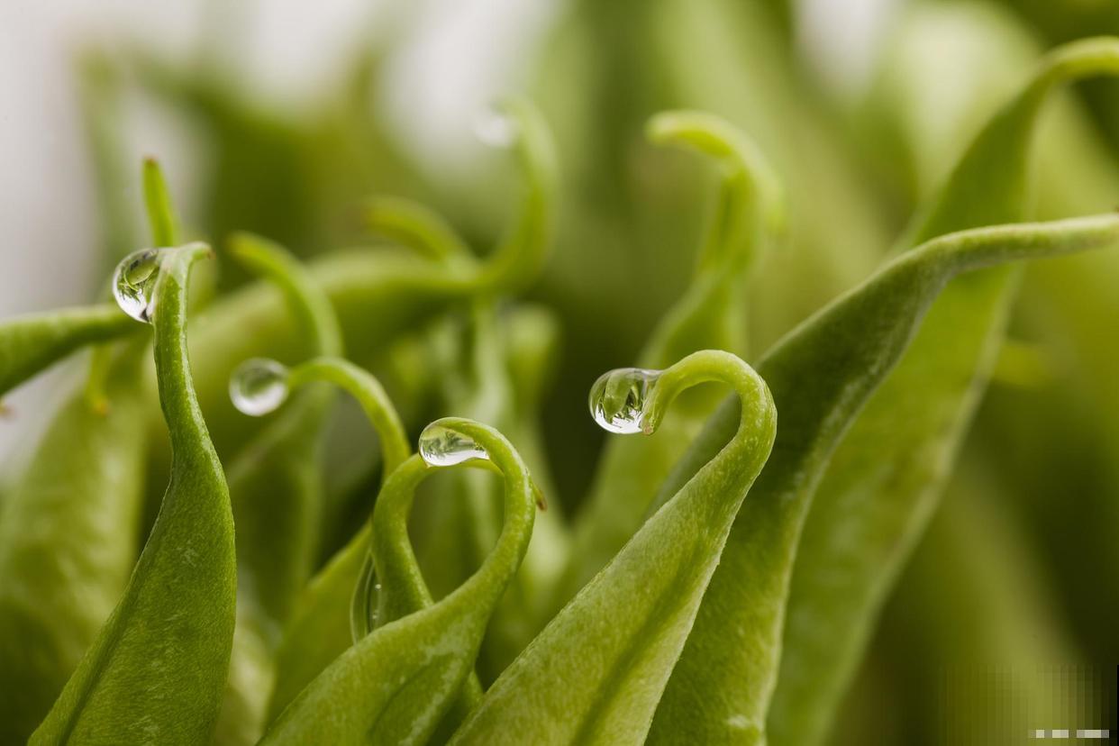 豆角种植的时间和栽种方法