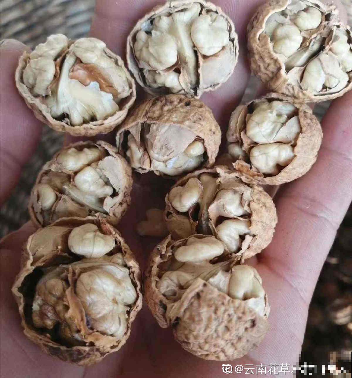 每天都吃的4种植物，长在树上的样子，你一定没见过