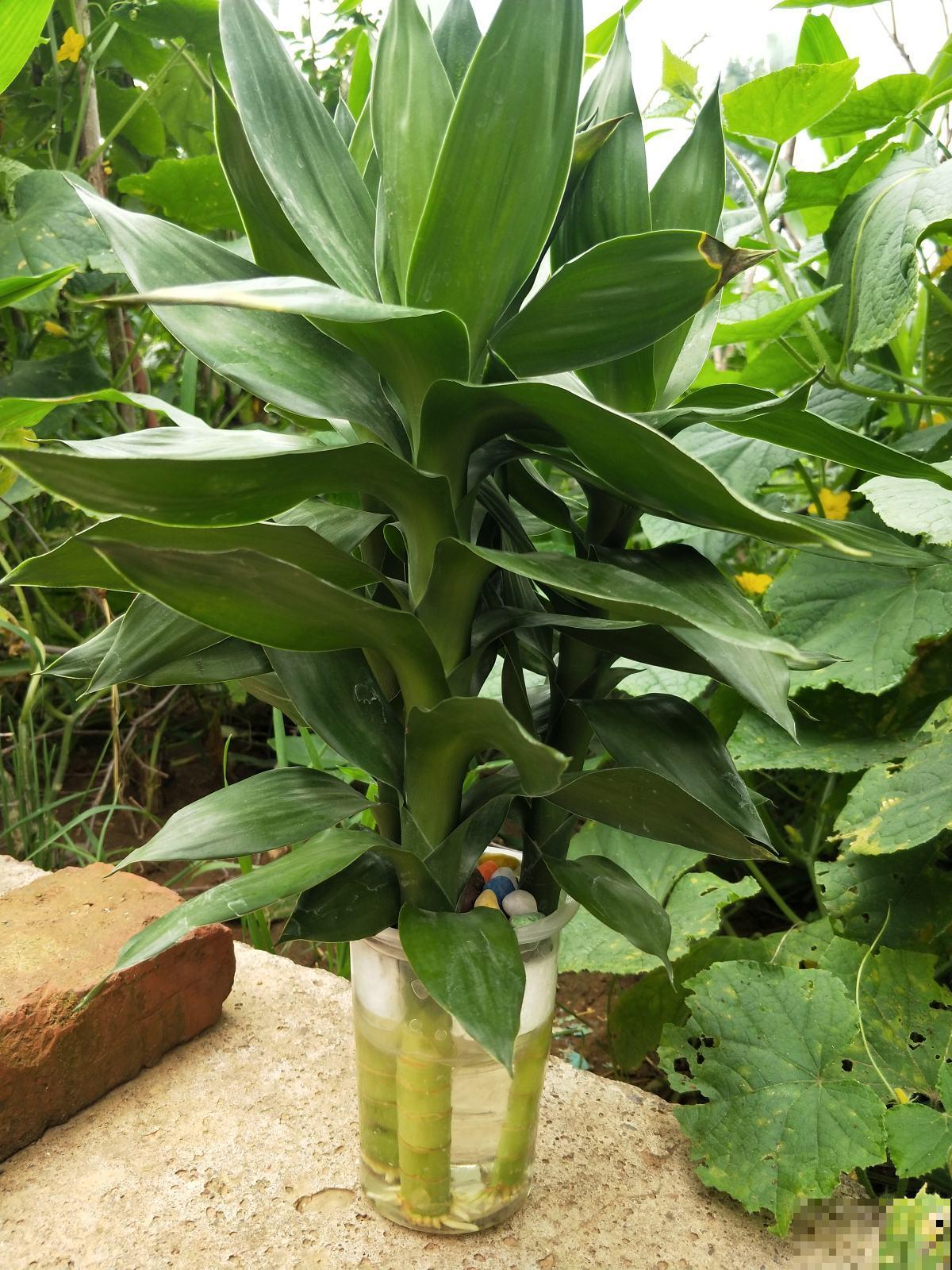 富贵竹开花，居然长得像“大葱”，见过的人真是不多