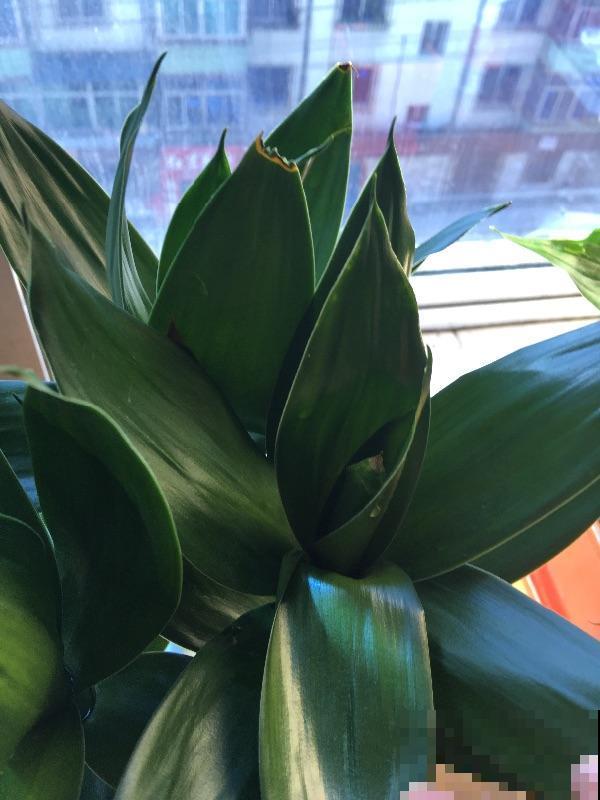 水培花里放铁钉,是有科学依据,还是封建迷信? 水培花里放铁钉,是有科学依据,还是封建迷信?