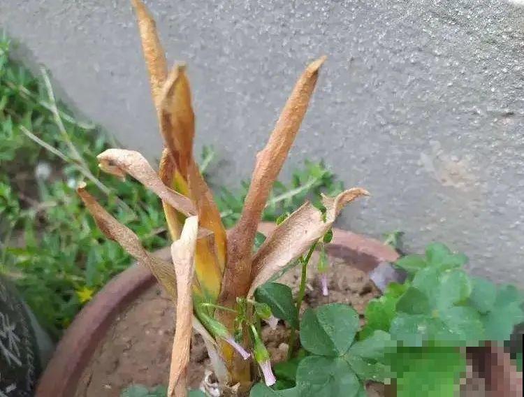 1种花就是“活香水”，一个“洋葱头”放水里，开花满屋飘香