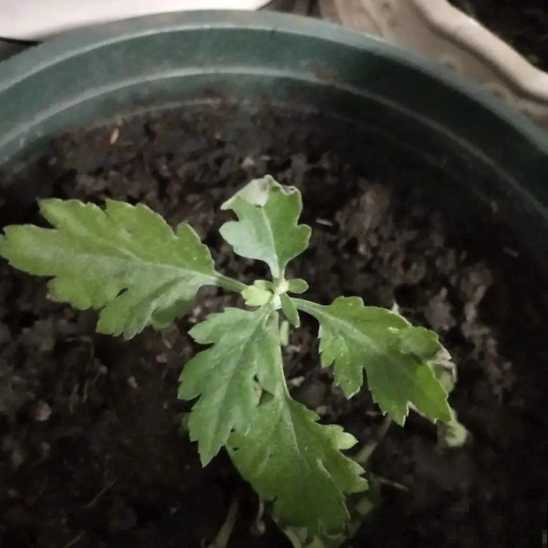秋天种16种花，冬天就能开爆盆，满盆都是花
