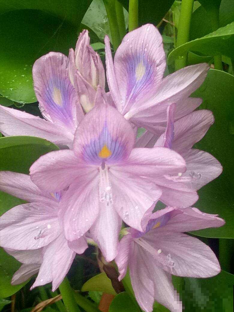 5种适合水培的植物，只需一盆水就能养，省心开花多