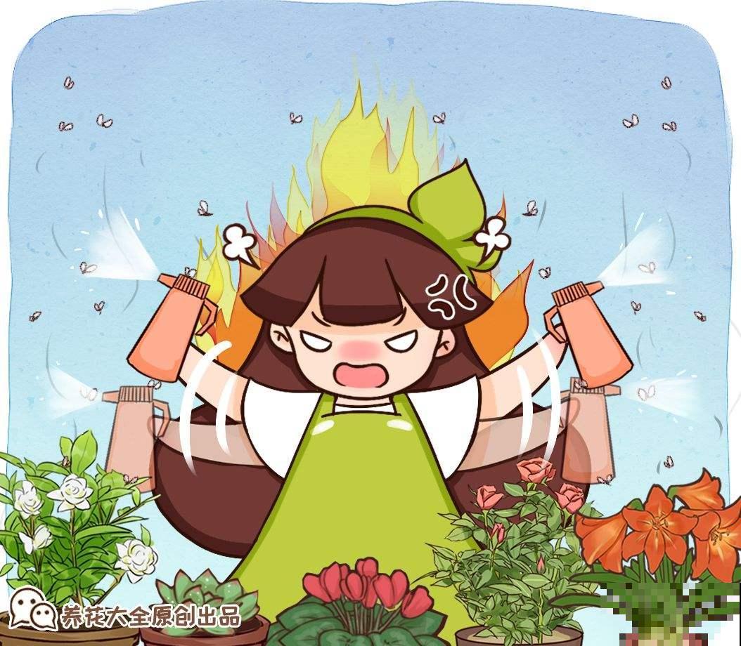 自己种的小雏菊，蔫得像野菜，原来是没注意4要点