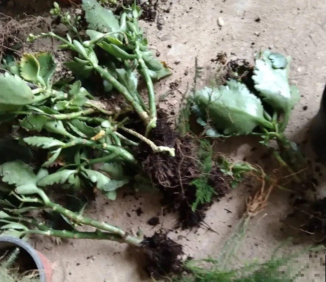 养花大棚倒闭,“贵货花”路边扔了一地,后悔没带个大麻袋 养花大棚倒闭,“贵货花”路边扔了一地,后悔没带个大麻袋