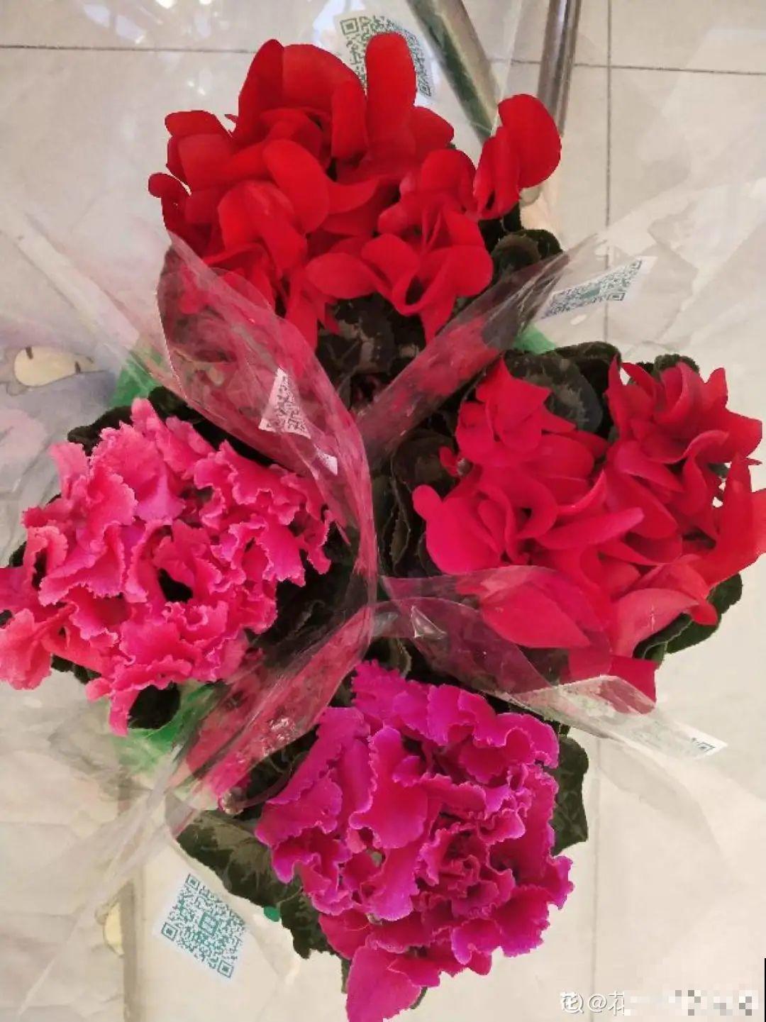 8种花，年年买，年年养死，今年可别当冤大头