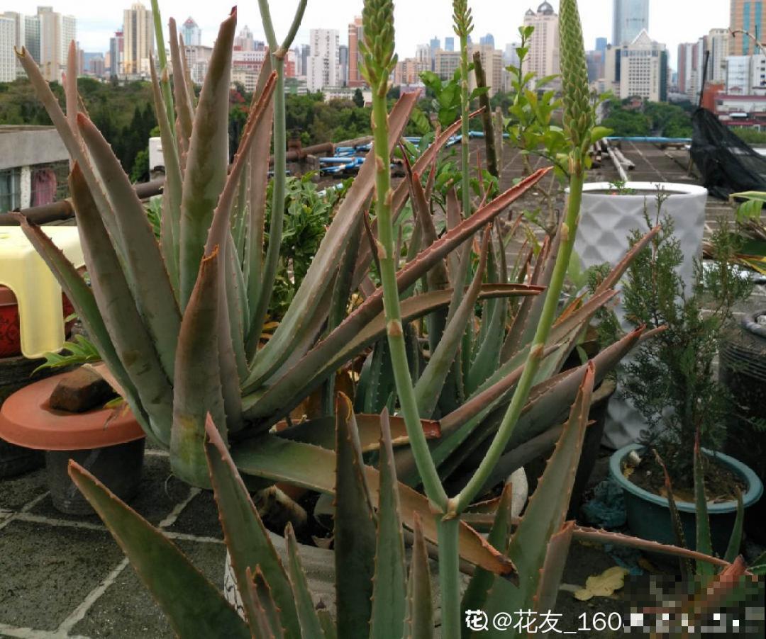 温度低于8度,8种花断水、断肥,明年开花更多 温度低于8度,8种花断水、断肥,明年开花更多