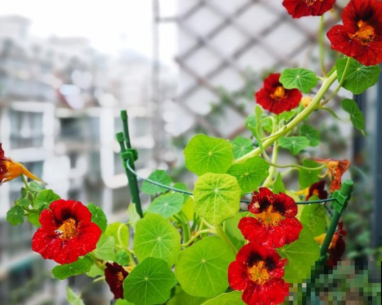 家里5个地方别养花，植物叶子发黄掉一地，赶紧把花搬走