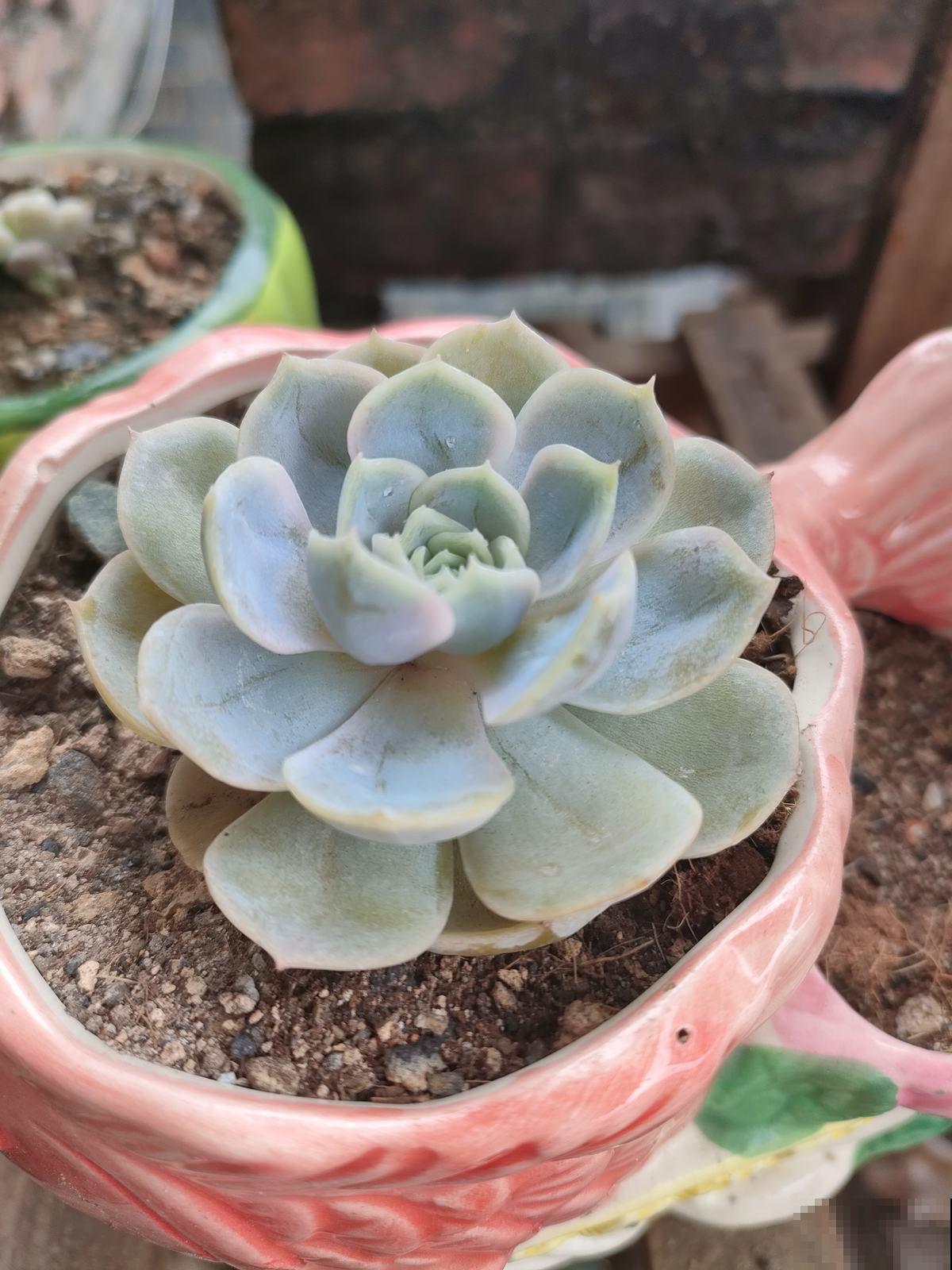 人生2大幸事：女儿和多肉，简直人生赢家