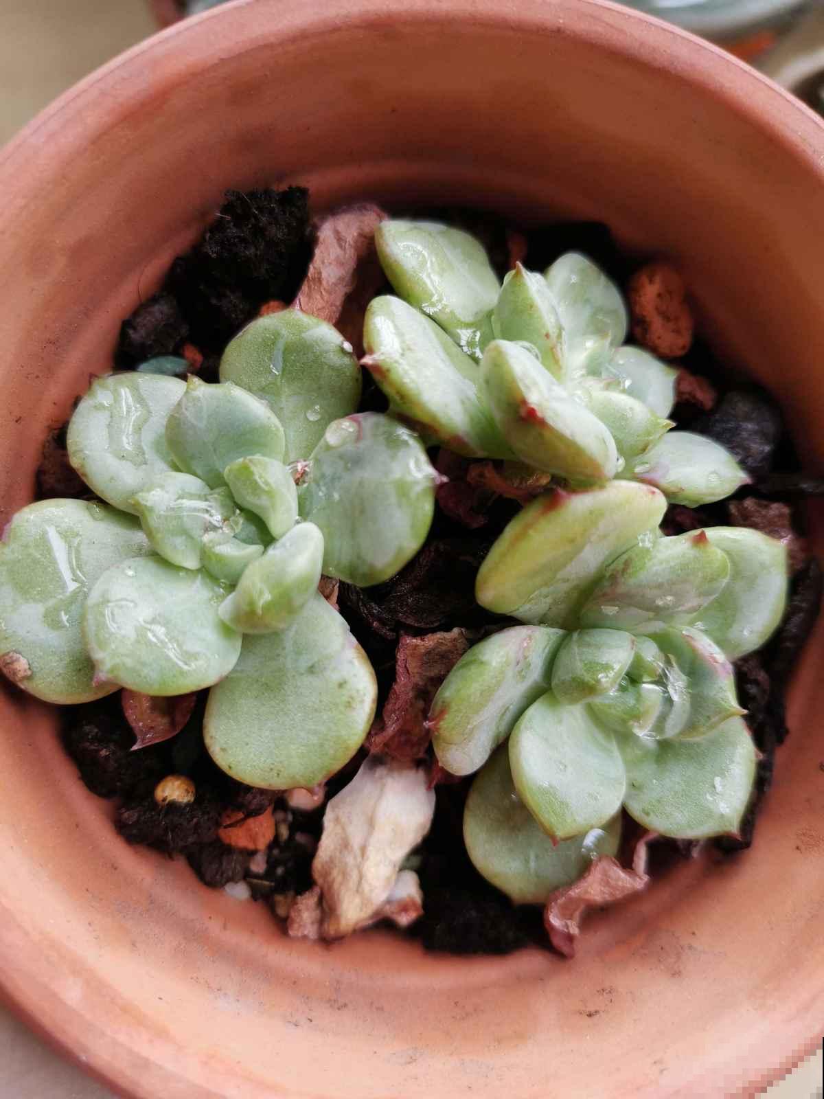 植物叶子出现“白霜”,是白粉病要谨慎起来,三个方法搞定 植物叶子出现“白霜”,是白粉病要谨慎起来,三个方法搞定