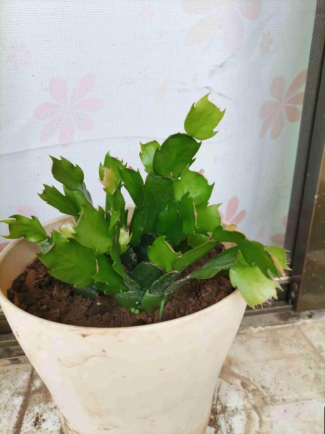 10道花卉竞赛题目，都答对的人太少，答对6道就是大神