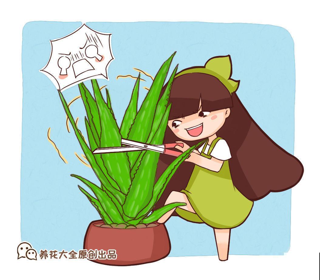 1种绿植被称作“家庭小药箱”，净化空气效果好，养人养身心