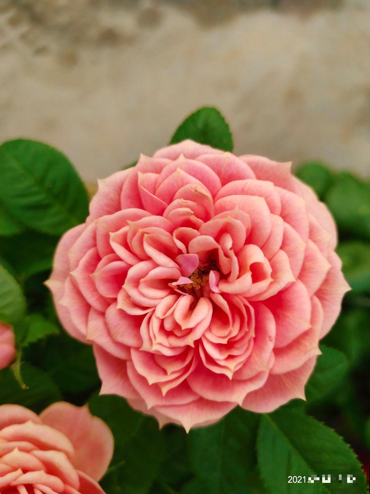 能活上百年的3种植物,长寿又吉利,能成传家宝 能活上百年的3种植物,长寿又吉利,能成传家宝