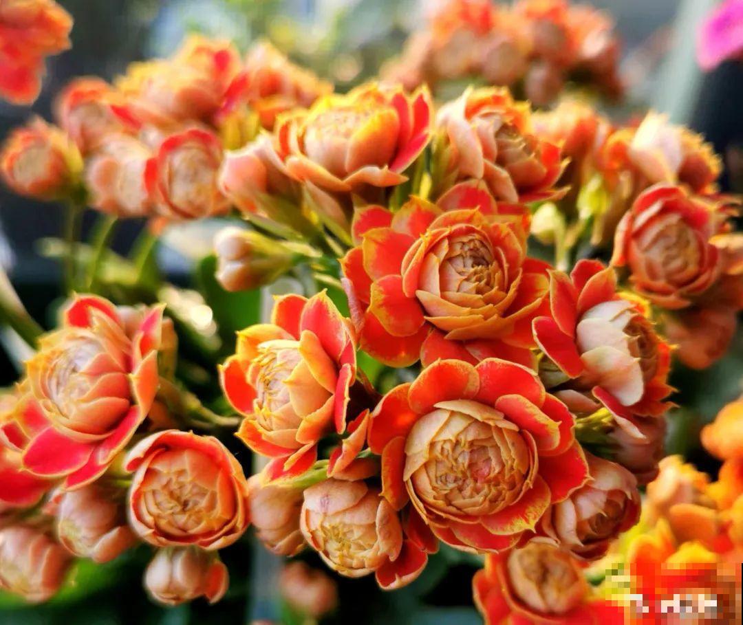 冬天常见的“吉利花”，耐旱皮实花量大，大半年都在开花