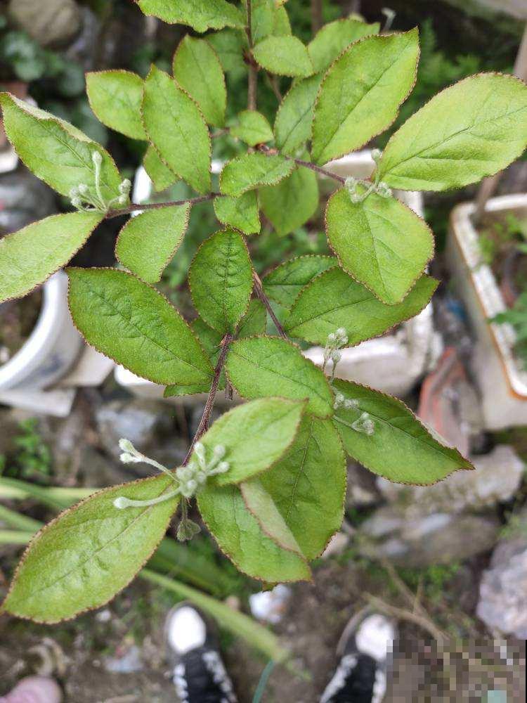 4种花摇身一变超美“老桩”，精致又贵气，价格翻一倍