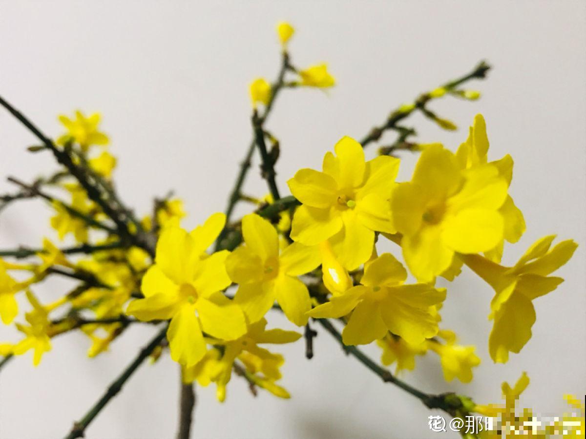 10种花，零下10℃也能过冬，长势一点不输南方