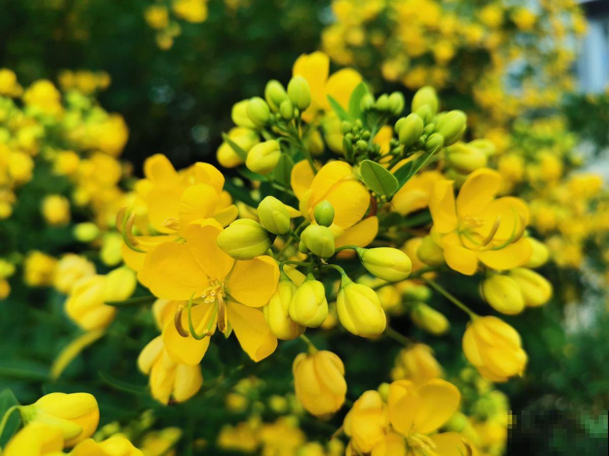 秋天常见的60种花，最全花卉图谱，收藏起来慢慢看